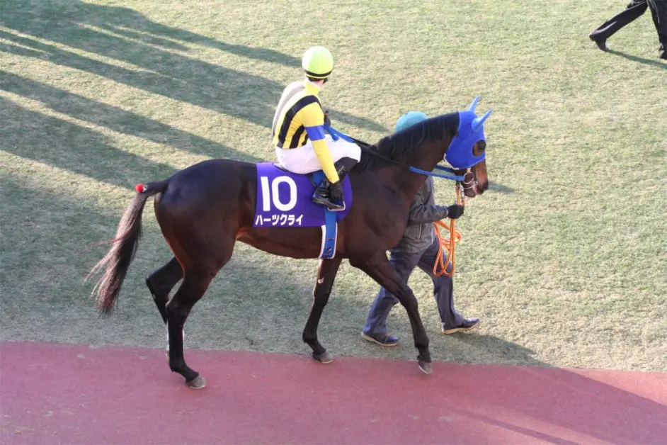 日本种公马 真心呼唤 配种生涯结束 马匹资料备份 哔哩哔哩