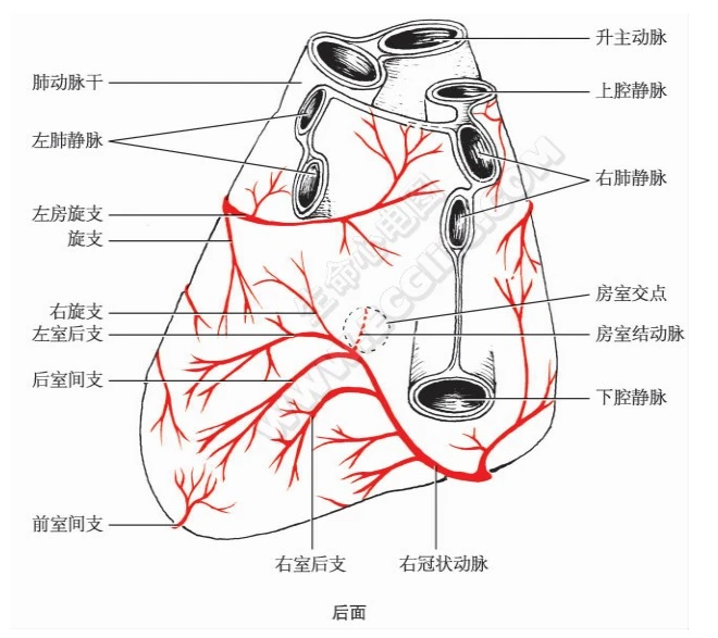 冠状动脉及其分支(详细带图版) - 哔哩哔哩