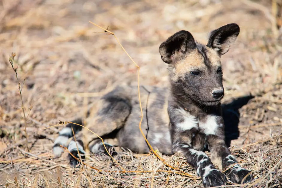 放弃交配权 为首领养崽的非洲野犬 凭啥成为比狼还团结的动物 哔哩哔哩
