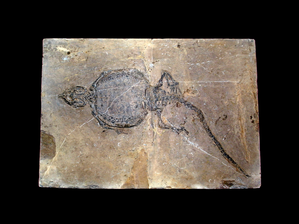 砾甲龟龙,藏于广东省博物馆第一节壳圆且后端略宽于前端,尾巴很长
