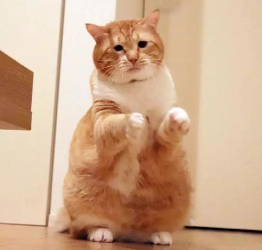 岛国大胖橘因"丧脸"走红,接代言出写真,这胖猫真乃喵生赢家!