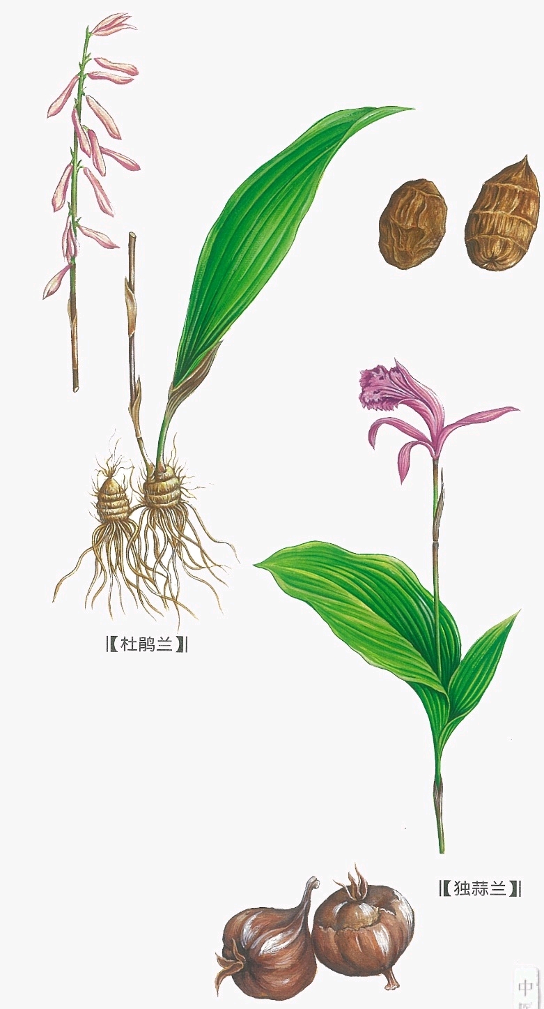 山慈菇 - 哔哩哔哩