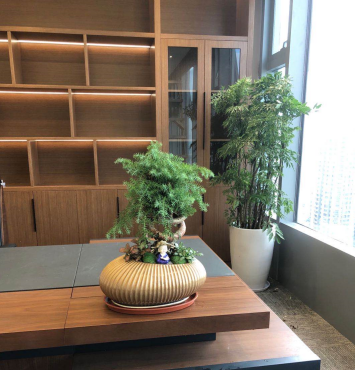 盆景艺术:从微缩到大观
