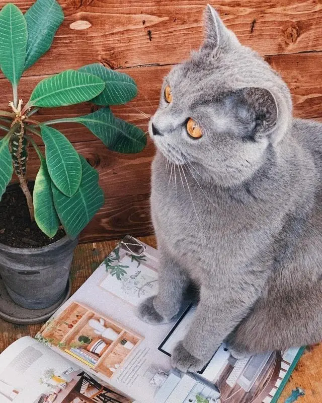 许多植物对猫咪而言都有剧毒,养猫请确保家里没有这些种类的花草- 哔哩哔哩