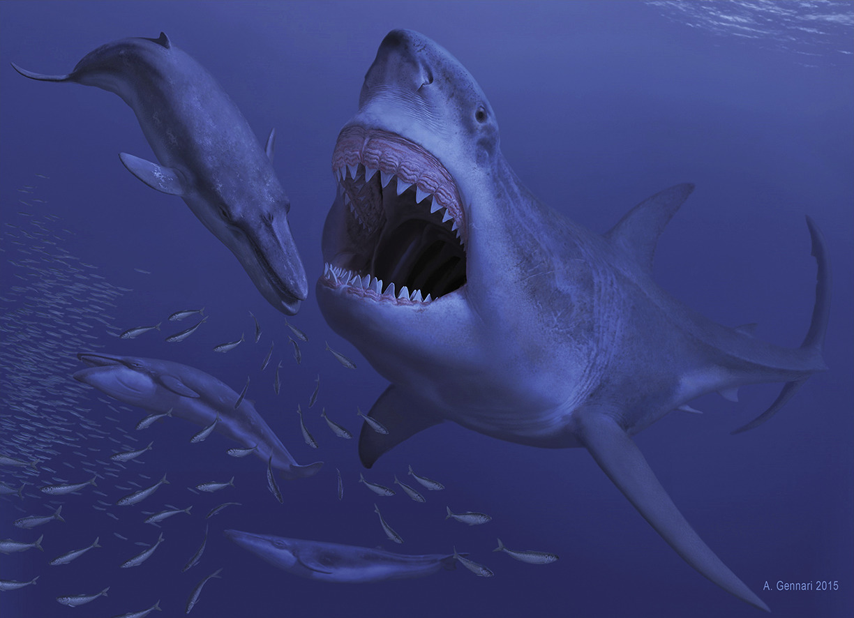 凶猛的大鲨鱼图片,图片,壁纸,动物-桌酷