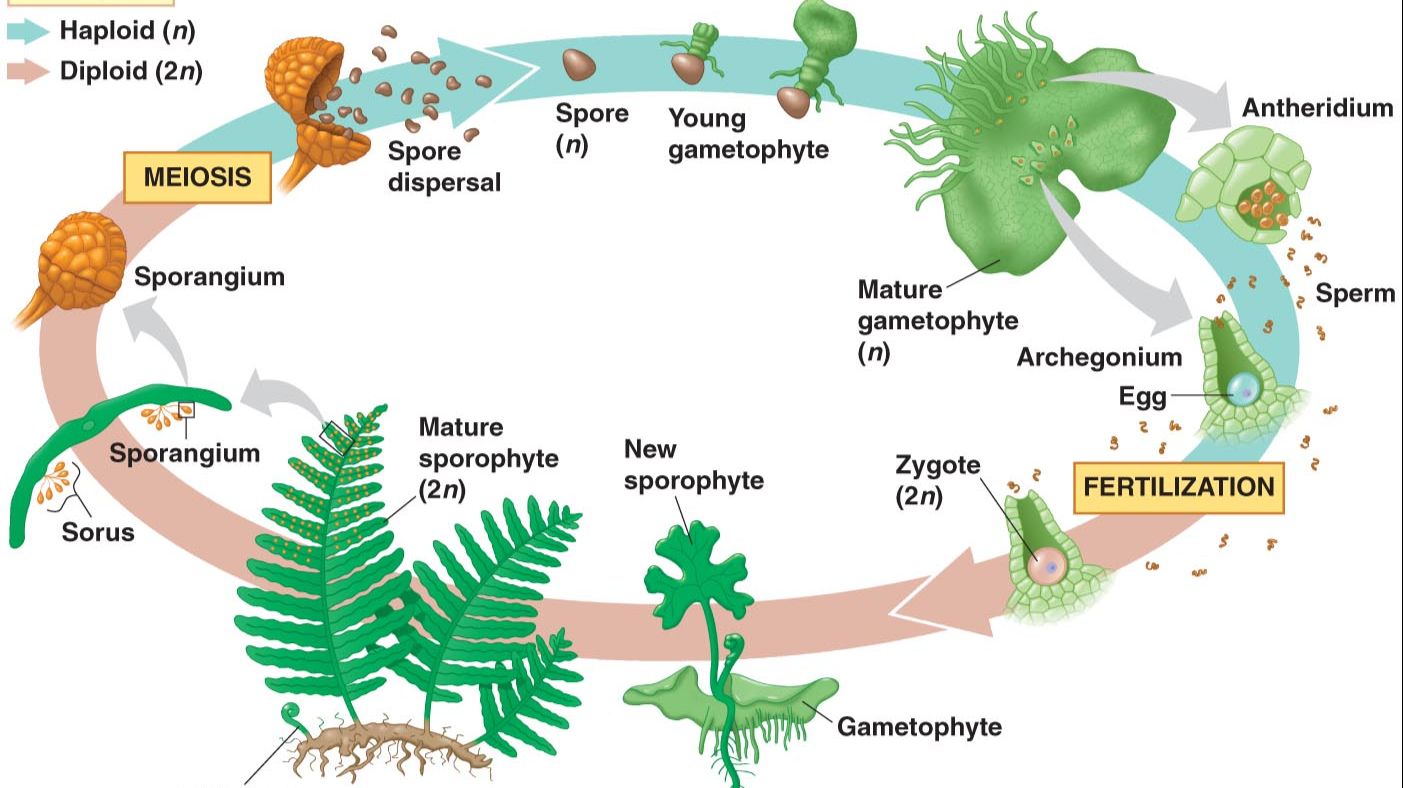  35 L26 27 Plant Life Cycles 