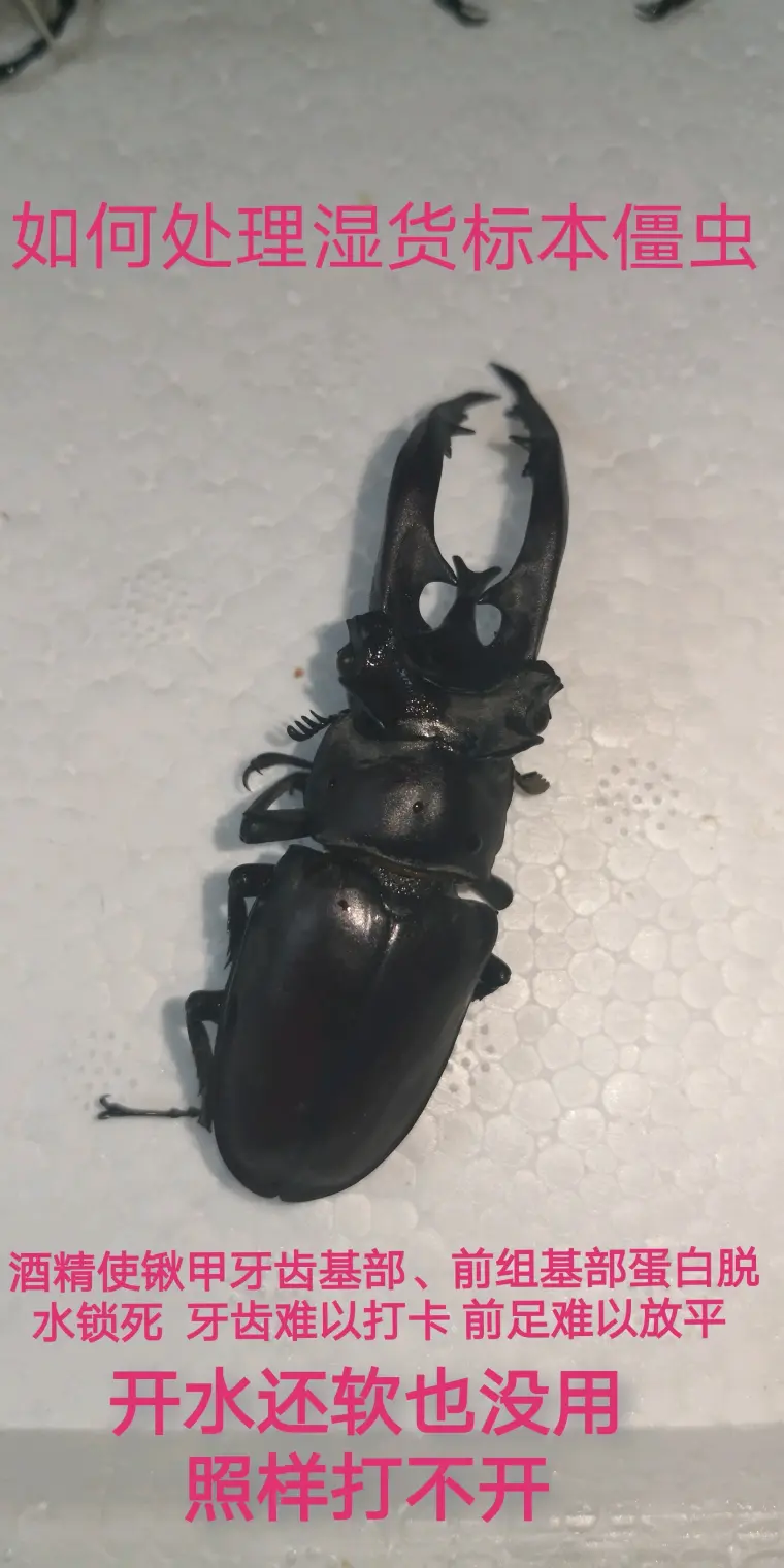 昆虫标本制作 酒精僵虫的处理 上 哔哩哔哩