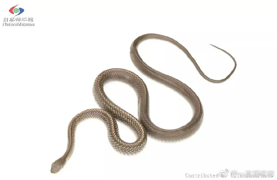 中药鉴定 不是画上烟熏妆的都叫乌梢蛇 哔哩哔哩