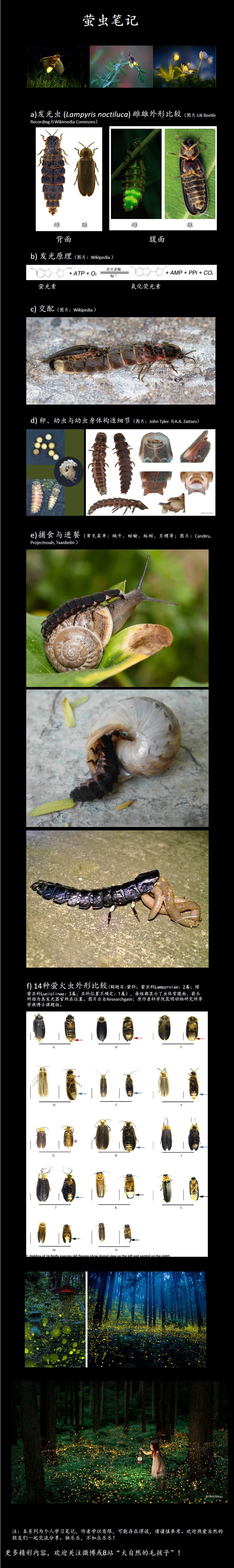 萤火虫捕食蜗牛图片图片