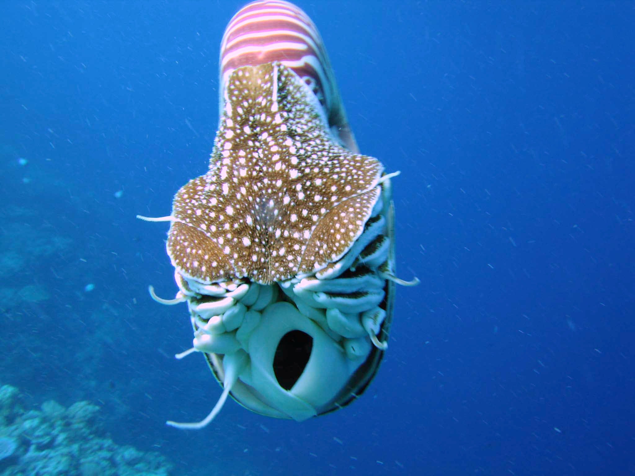 異鸚鵡螺屬allonautilus和鸚鵡螺屬nautilus) 北太平洋巨型章魚