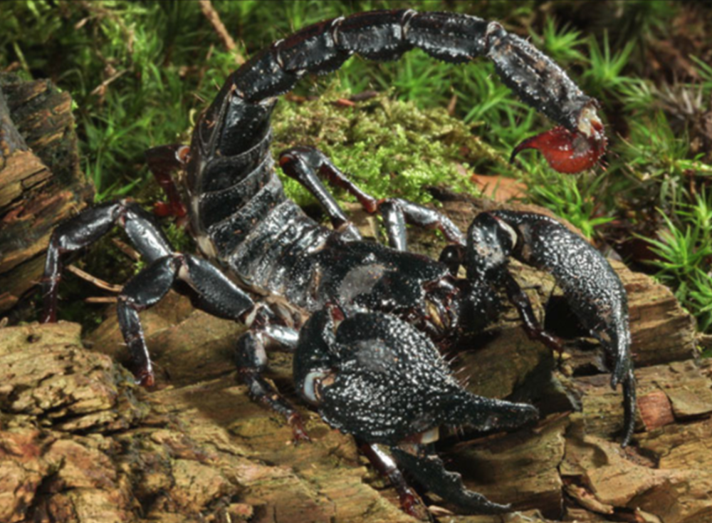 广泛蝎类学象牙海岸ivorycoast两种生境下统治者惧蝎