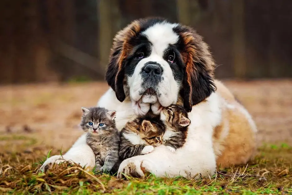 袖虎说下 养大型犬需要考虑什么 哔哩哔哩 袖虎说下 养大型犬需要考虑什么 哔哩哔哩