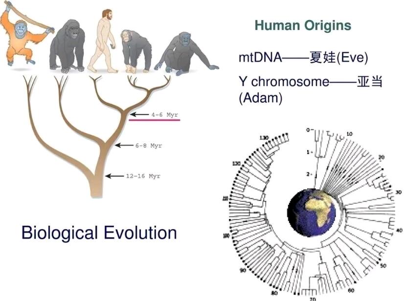 分子人类学基础入门一,分子人类是什么 - 哔哩哔哩