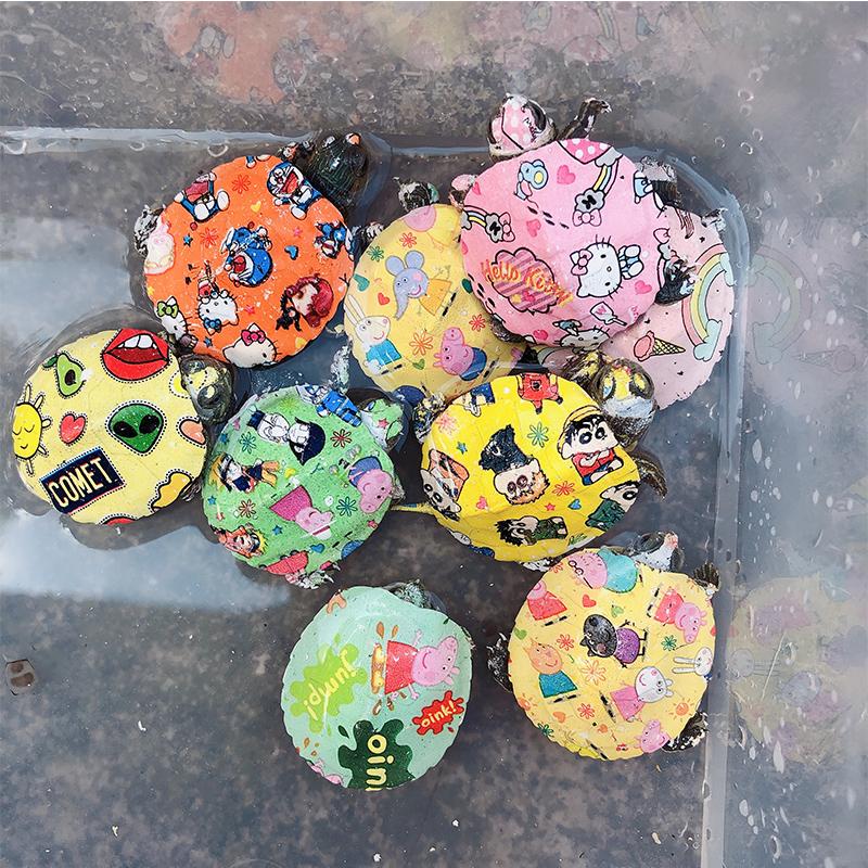 横行的染色乌龟