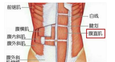 下腹部肌肉解剖图图片