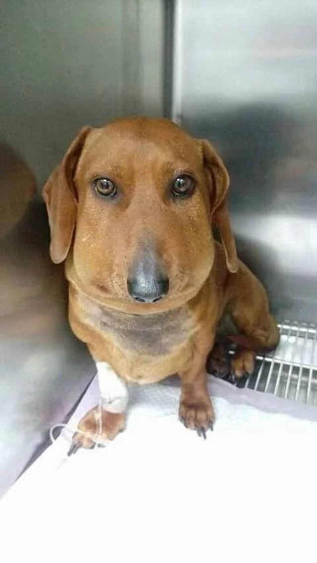 萌宠屋的那些事3一只被蛇咬了的狗狗