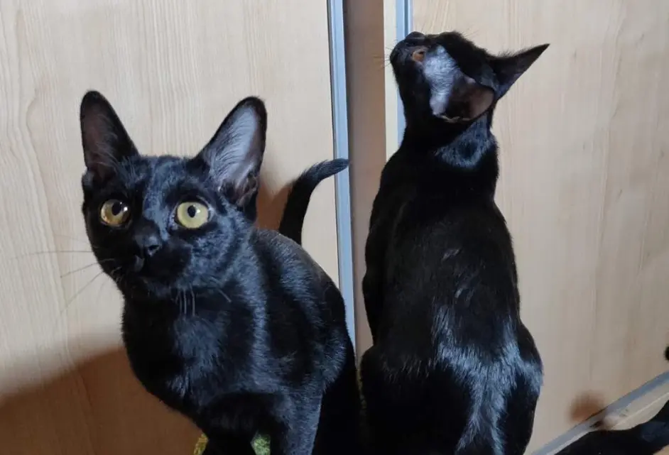 辨别 孟买猫 小特征的对比式方法 哔哩哔哩