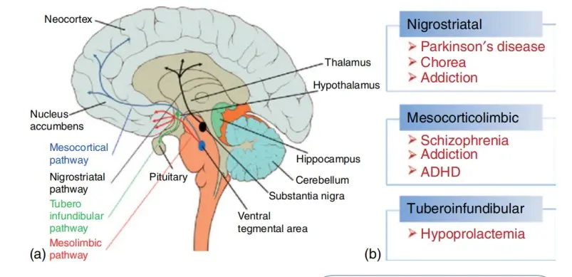 学习笔记:多巴胺能系统(Dopaminergic System) - 哔哩哔哩