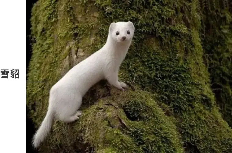 萨满力量动物详解 雪貂 火烈鸟 哔哩哔哩