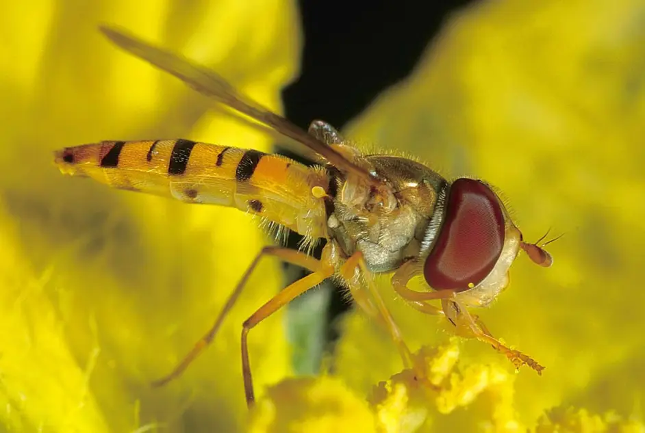 昆虫的翅膀可能是从甲壳纲动物的腿进化而来的 哔哩哔哩