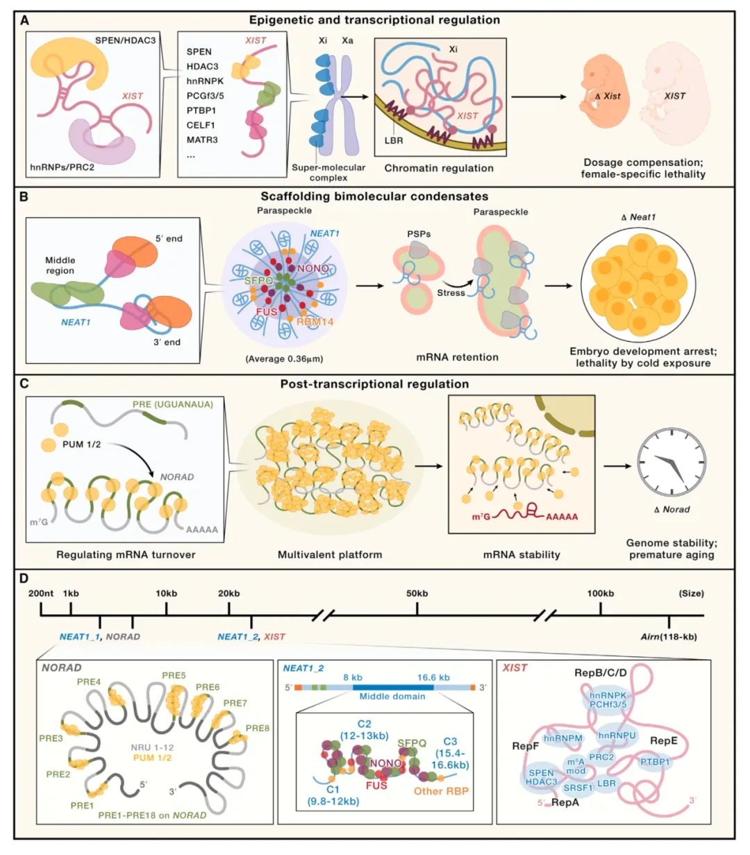 Cell 50周年特辑综述(上) | small RNA与lncRNA的过去、现在和未来 - 哔哩哔哩