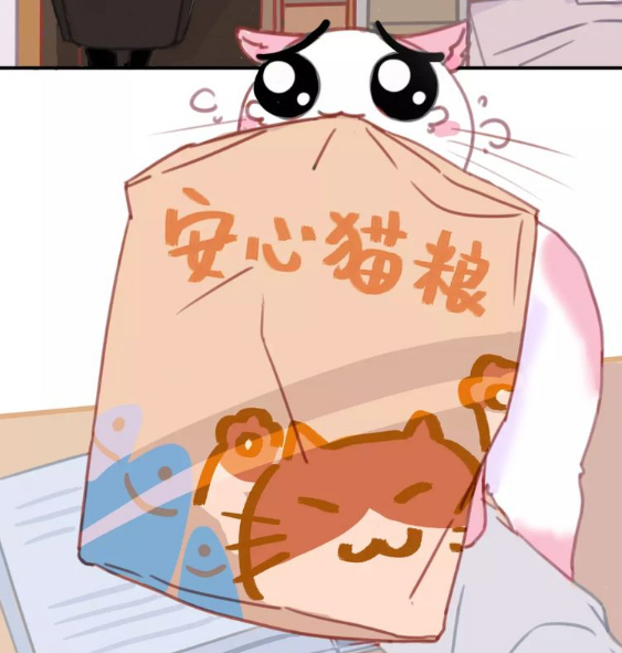 《社会喵》| 不一样的羁绊,人和猫咪上演粉色兄弟情