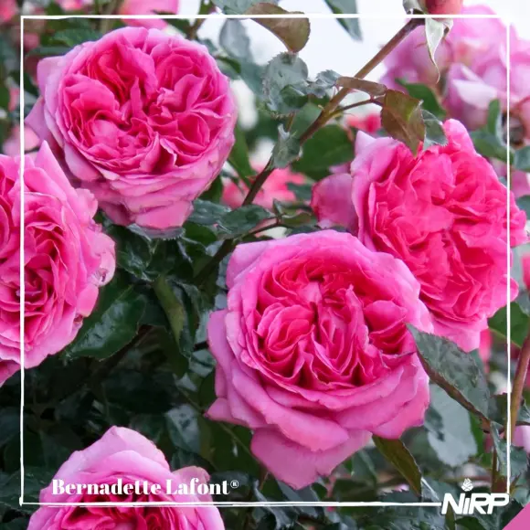 【搬运】【月季】伯纳黛特·拉封 bernadette lafont