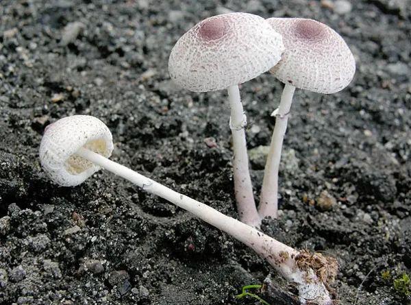 【蘑菇的分类】4.蘑菇科 白环蘑属Leucoagaricus、白鬼伞属Leucocoprinus - 哔哩哔哩