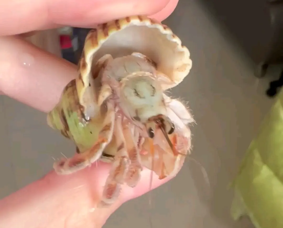寄居蟹品种简单分辨6:灰白寄居蟹