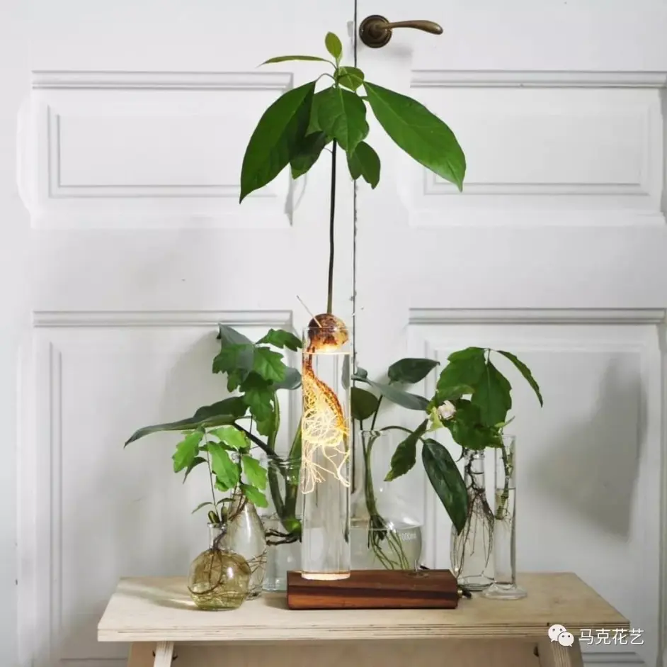 成都马克花艺 家居绿植养护秘籍 给连绿萝都能养死的你 哔哩哔哩