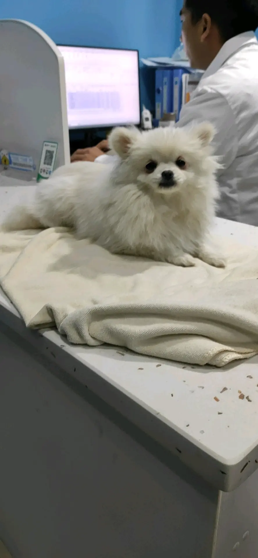 关于我的狗子不幸感染细小一事 哔哩哔哩