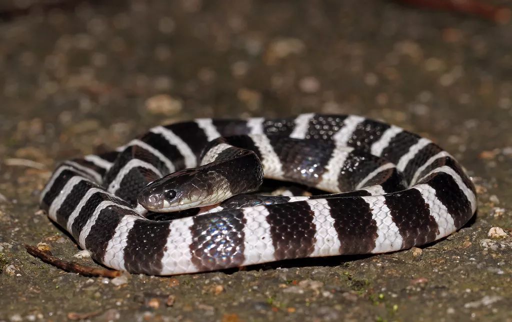 新版国家保护动物调整意见来了,丽纹龙,银环蛇等国产物种入选,连螺蛳