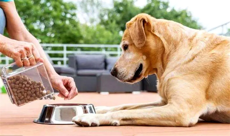 大型犬狗粮推荐 哔哩哔哩