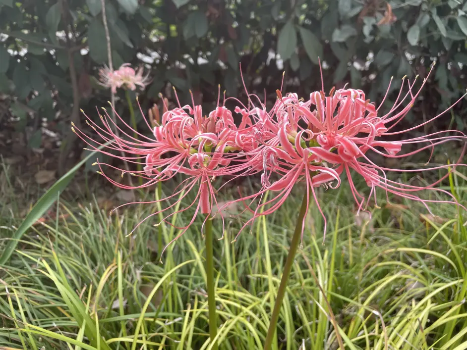 彼岸花语录 哔哩哔哩