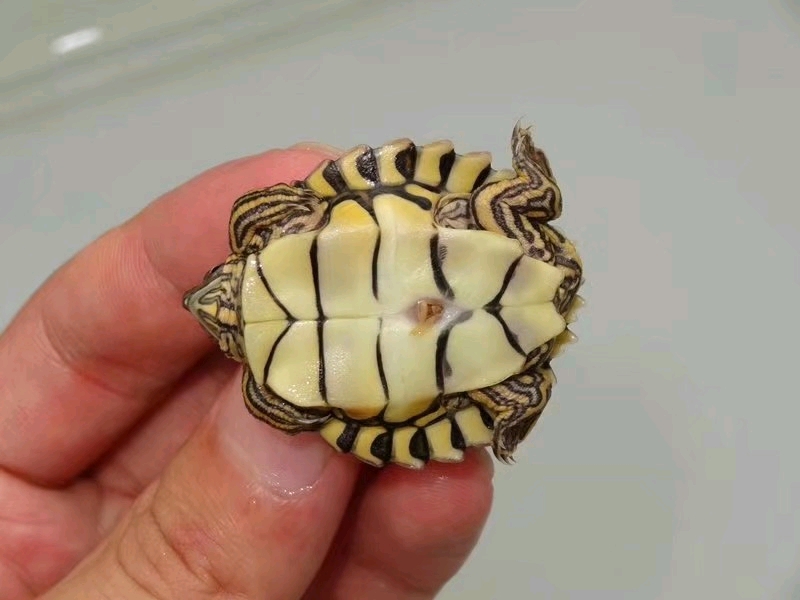 奇龟异谈【五】珍珠河地图龟