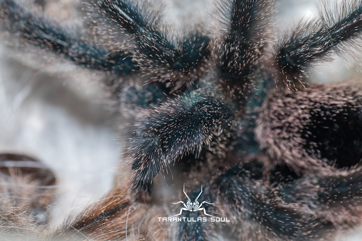 Avicularia sp. Kwitara river 圭亚那巨人粉趾 - 哔哩哔哩