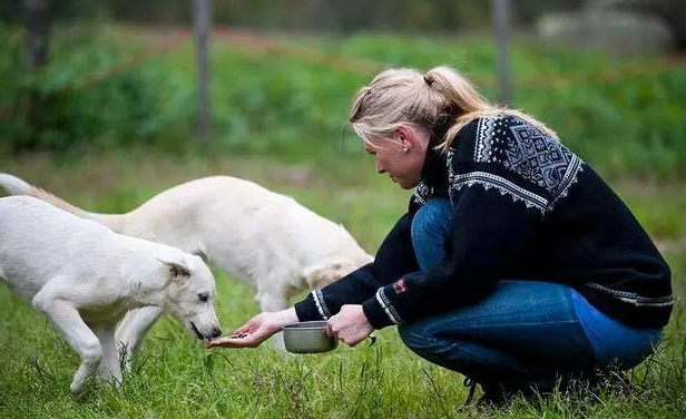 这几种"中国式喂狗",对狗伤害很大,劝你别犯 - 哔哩哔哩
