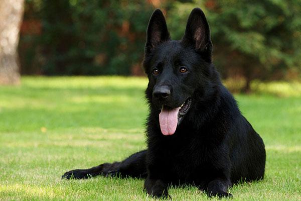黑色狗狗总被歧视没人收养被安乐死其实黑狗有4大优点