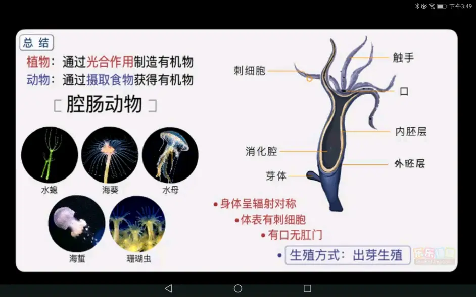 初中生物分类 无脊椎动物 乐乐课堂 哔哩哔哩