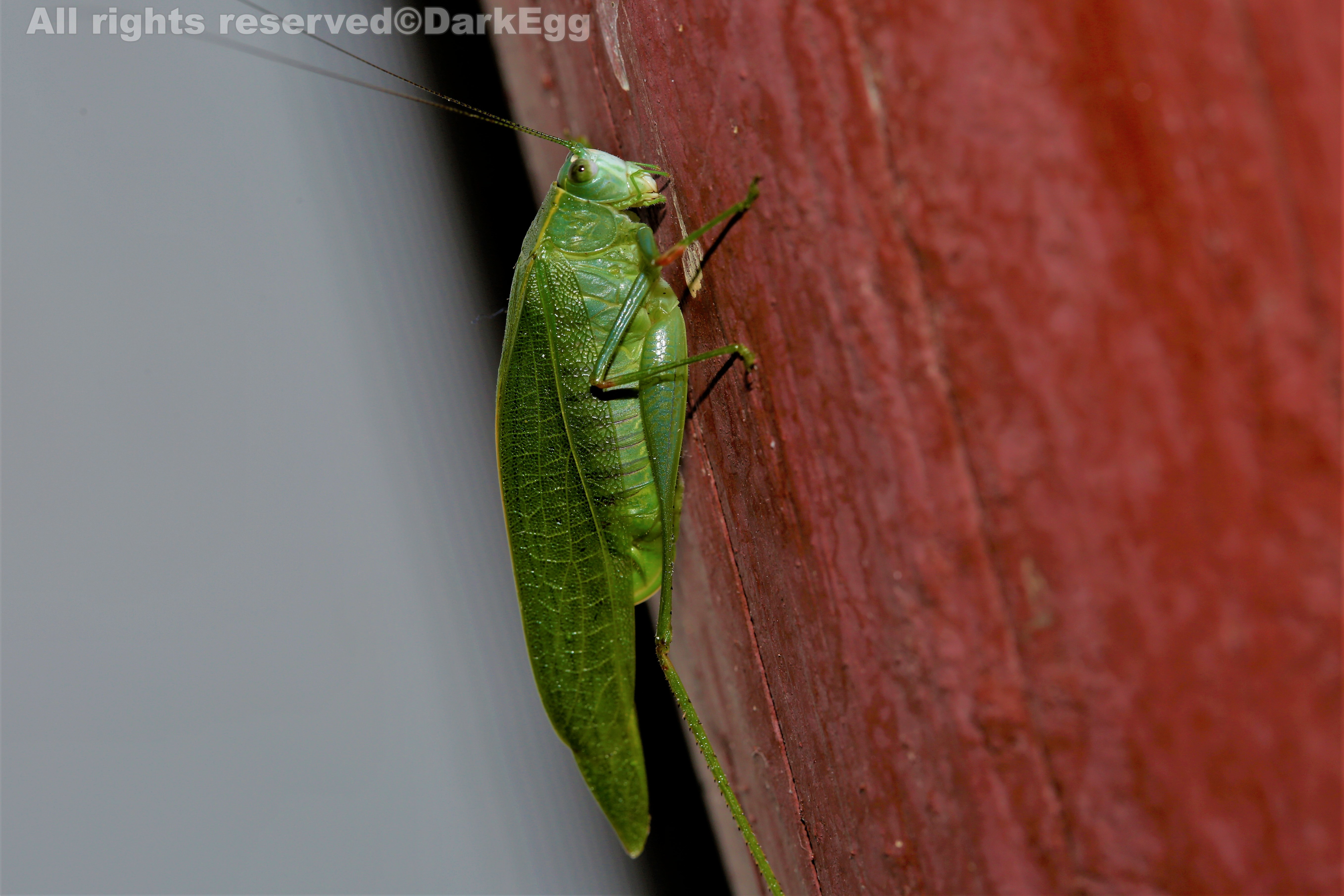 西南虫记·叙永·画稿溪·20180908(三)