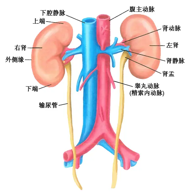 一、肾脏结构、功能的概述