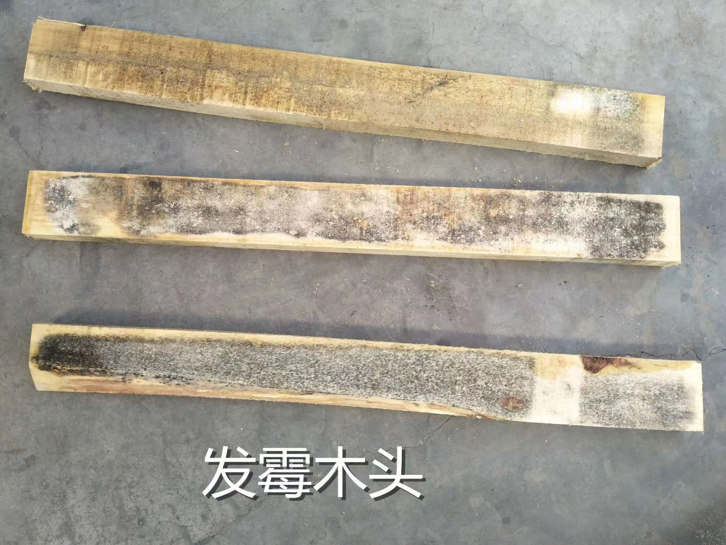 木头发霉发黑蓝变怎么处理? - 哔哩哔哩