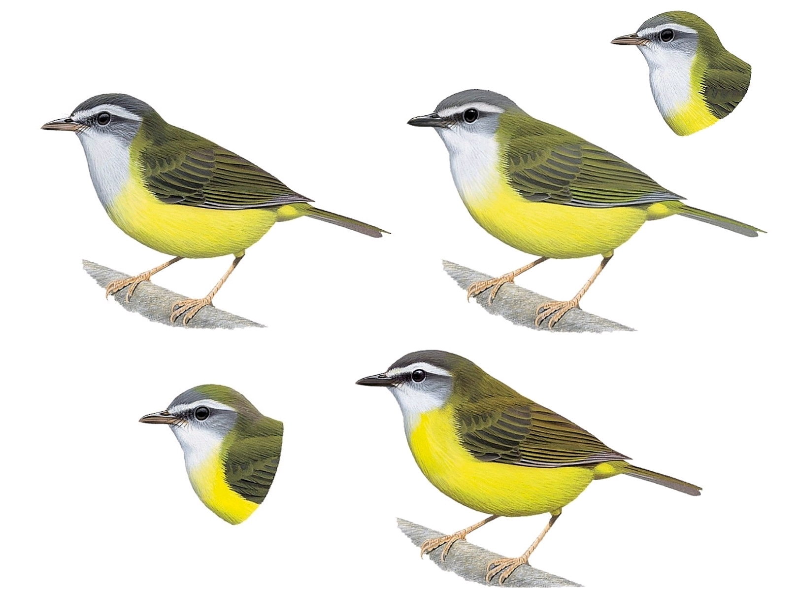 世界鸟类图鉴树莺及其近亲 哔哩哔哩