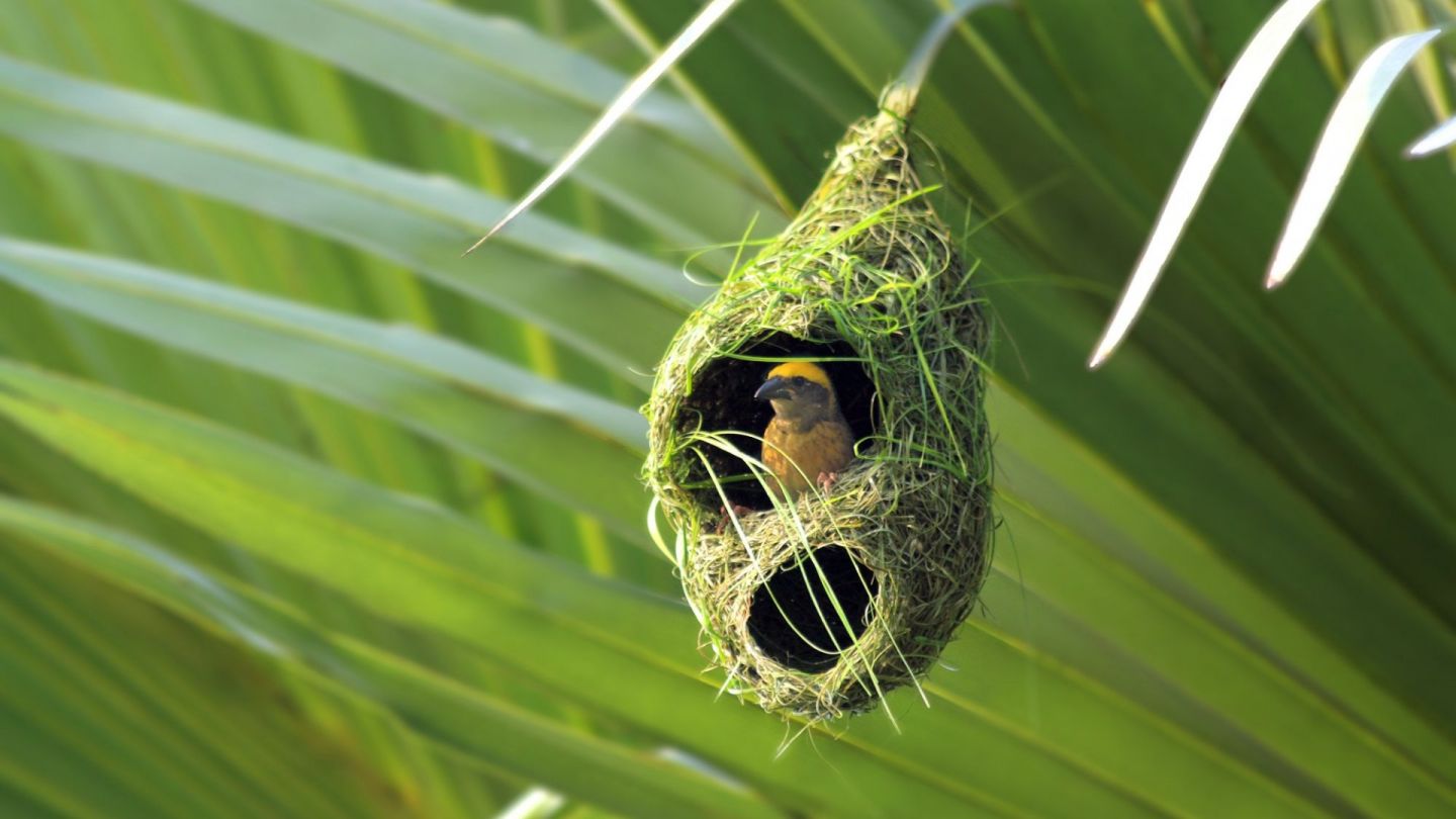 织布鸟与鸟巢-中关村在线摄影论坛