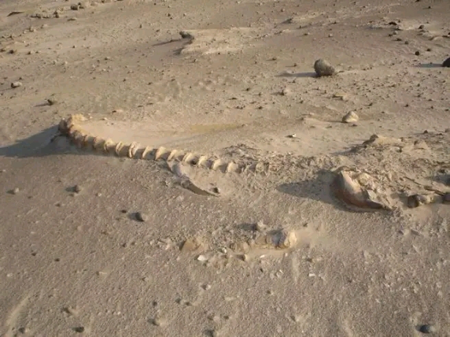 巨齿鲨椎骨化石