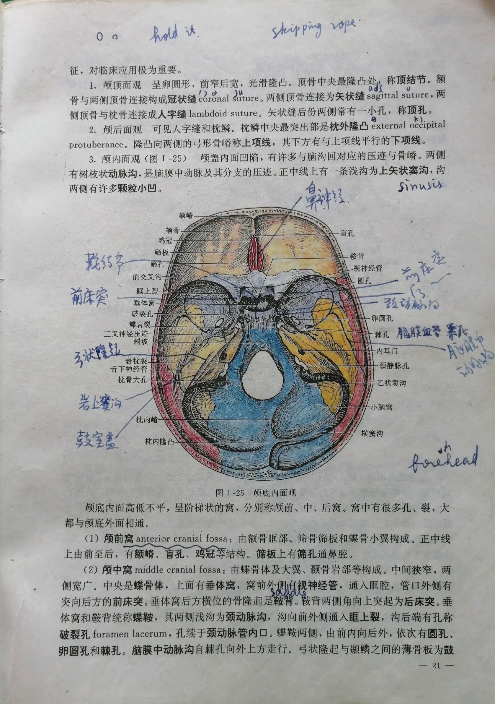 颅骨盲孔图片