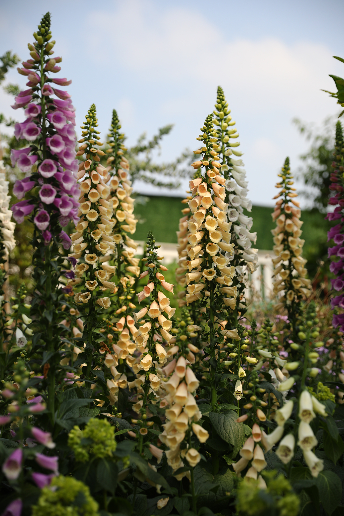 早春花境植物毛地黄85折单品非偏包邮