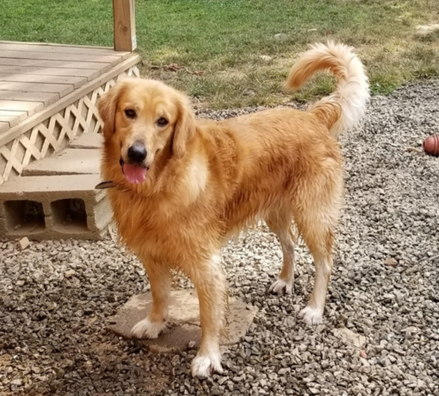 老金毛每天去女子家中睡觉,睡觉1小时就离开,主人跟它一样无奈