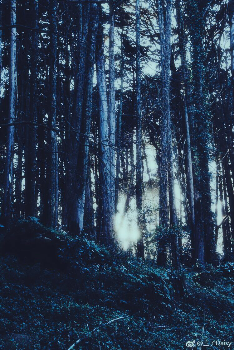 【紫菀之夜，星之花】