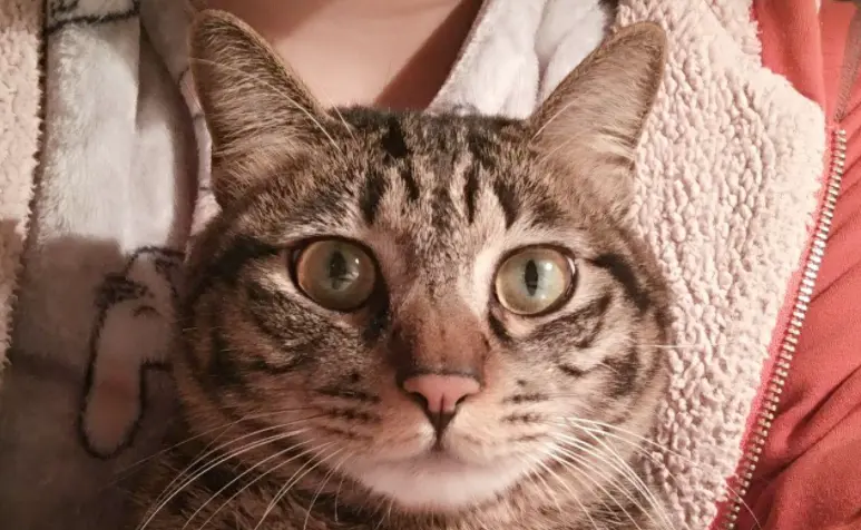 最有u201c灵性u201d的6种猫，中华田园猫上榜- 哔哩哔哩